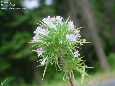 navarretia, needle-leaf